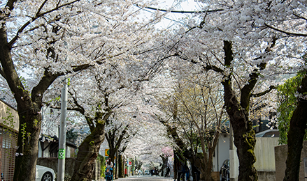 桜並木